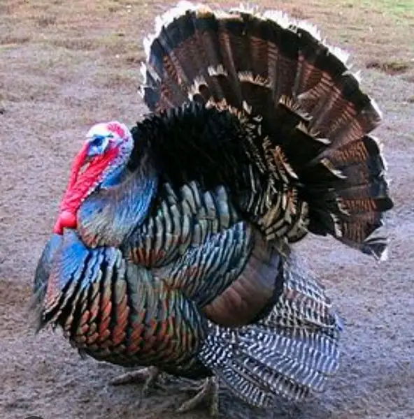 Puten zu verkaufen . Truthahn