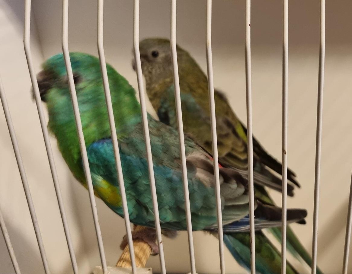 1 Paar Singsittich zu verkaufen