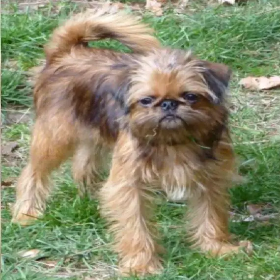 Brüsseler und Brabanter Griffons 7 Monate mit Ahnenpass