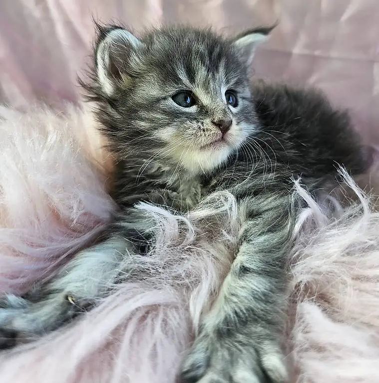 Wunderschöne reinrassige Maine-coon kitten