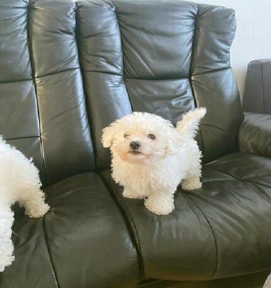 Bichon Frisé