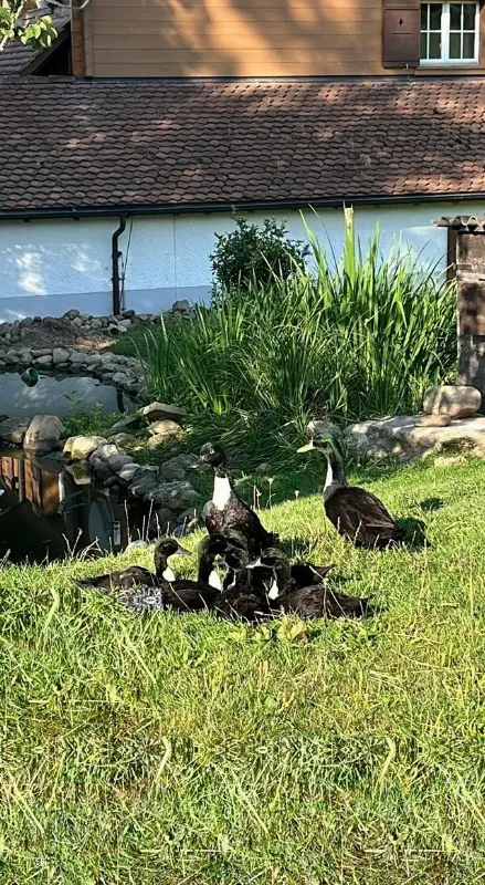 Pommernenten Erpel suchen ein Zuhause