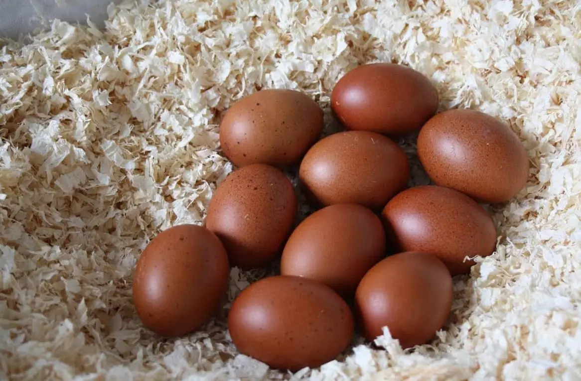 Marans Bruteier in der seltenen Farbe blau (grau) , in gross