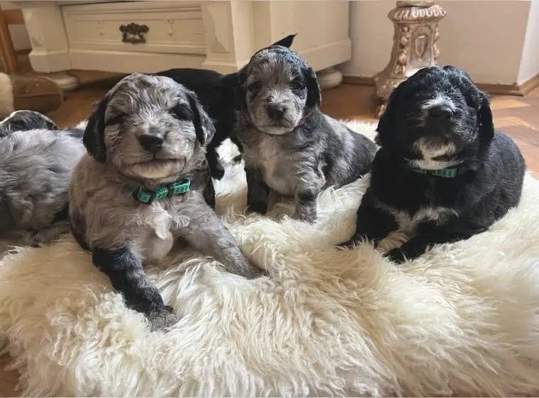 Wunderschöne Aussiedoodles mit blauen Augen