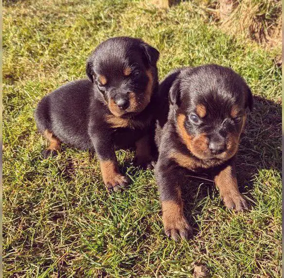 Valentinstag Rottweiler Welpen