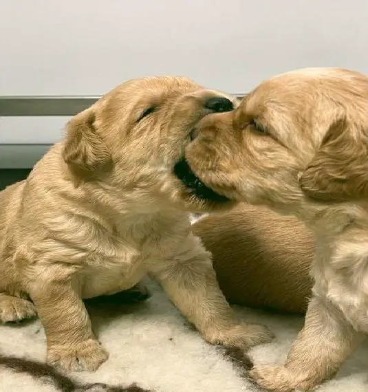 F1 Labradoodle Welpen (Labrador x Pudel)