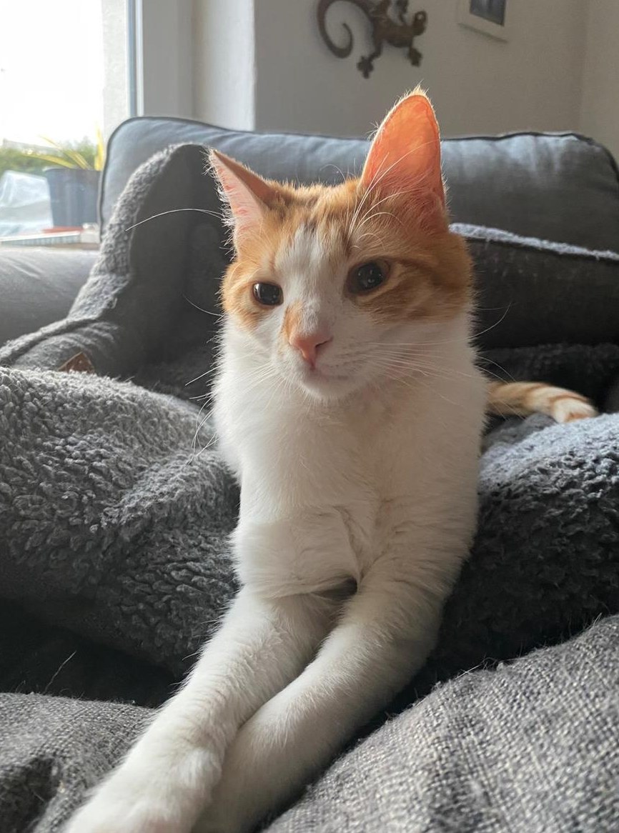 Kätzin Hanna die Schmuseprinzessin