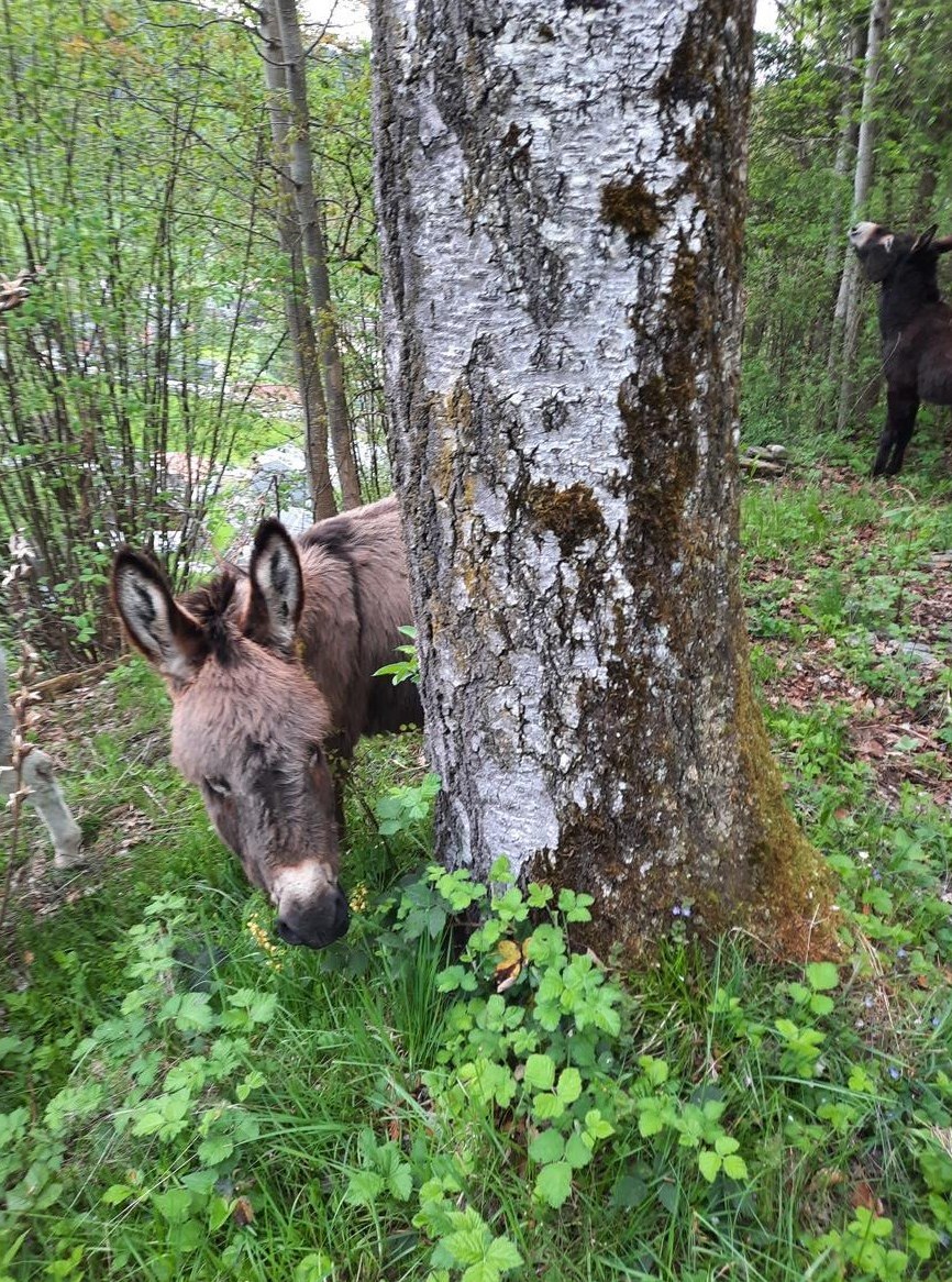 Suche Bauernhaus mit Stall und Umschwung in der Ostschweiz