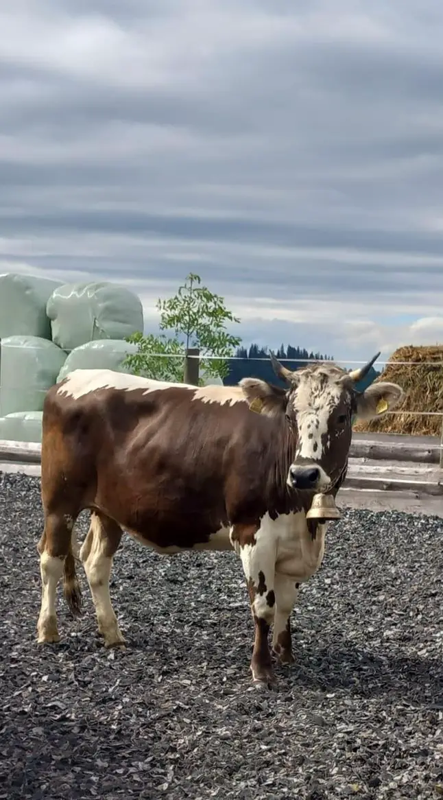 Trächtige Blüem Rinder und Brown-Swiss Rind