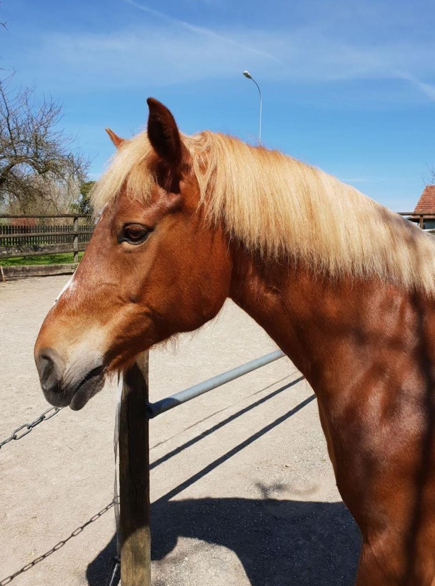 Biete Reitbeteiligung auf Freiberger Stute im Thurgau