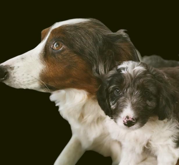 Aussiedoodle Medium Australien Shepherd/Pudel