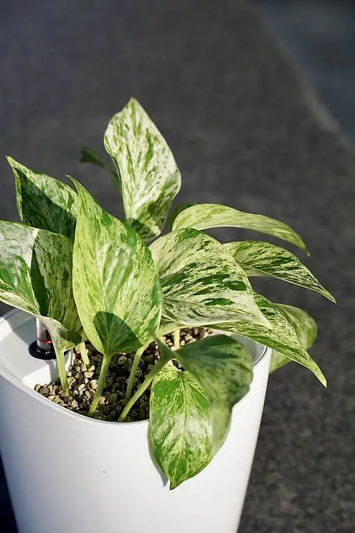 Epipremnum Marble Queen in Semi-Hyrdokultur