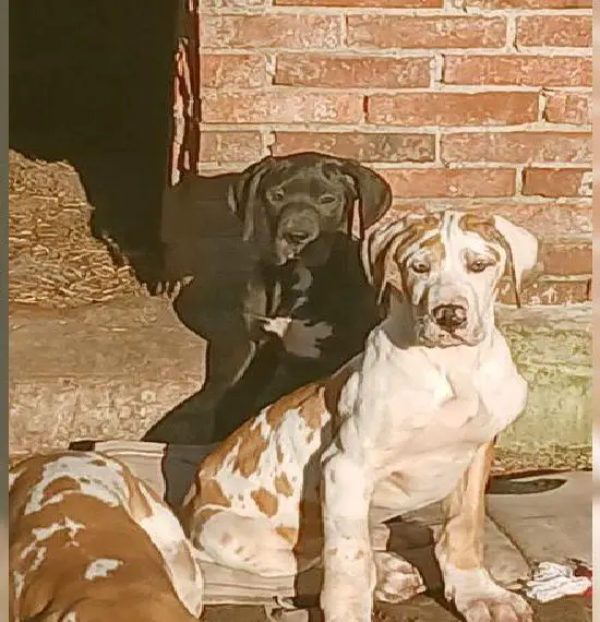 Deutsche Doggen Welpen