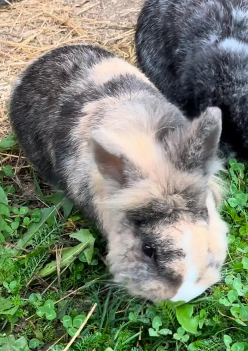 Löwenköpfchen Speedy sucht ein neues Zuhause