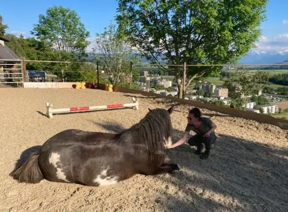 Reitbeteiligung auf sportlicher Tinker Stute in Riggisberg BE