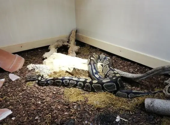 Königspython 1.0 CHNZ 2007 zu verkaufen