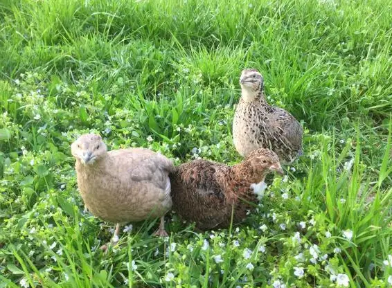 Wachtel Bruteier, Speiseeier sowie Legewachteln Verkauf