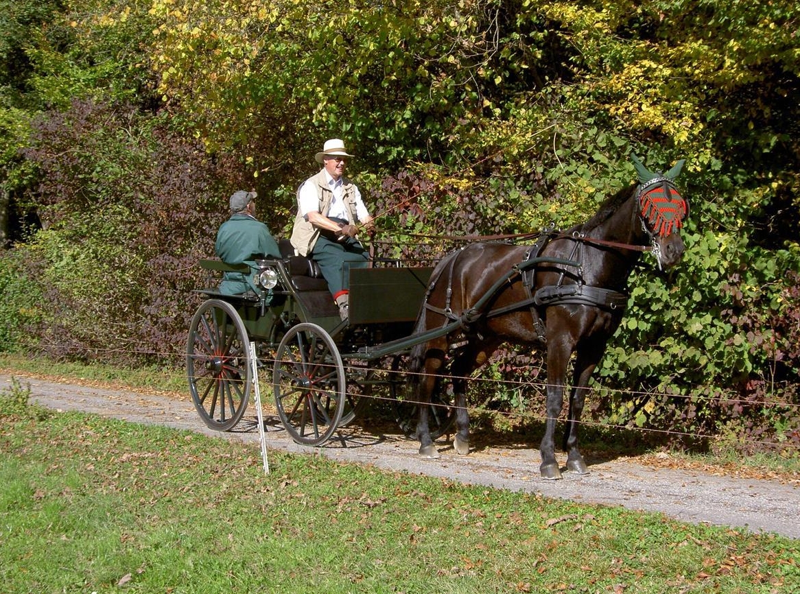 Kutschen Fahrbeteiligung in Rällikon-Hinteregg, Gossau, Uster
