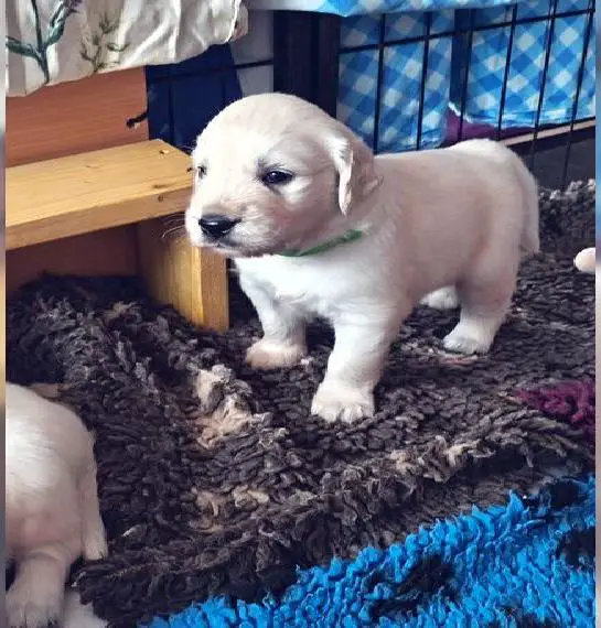 Wunderschöne Golden Retriever Welpen suchen liebevolle Familien