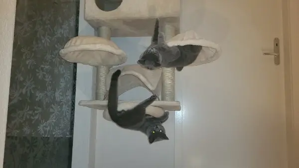 Deckkater wartet auf rollige Katze