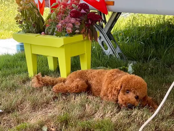 Deckrüde für Hausbesuche Pudel Zwergpudel