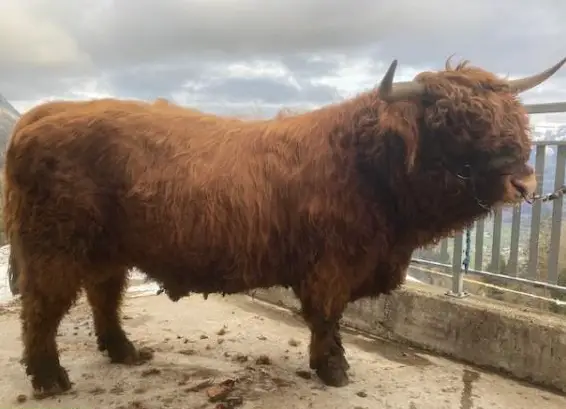 Schöne Hochlandrind Stiere, sehr zahm zu vermieten