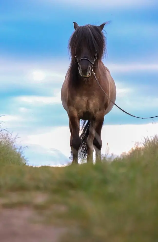 Islandwallach Sigur vom Mönchhof, Fünfgänger sucht Bestplatz