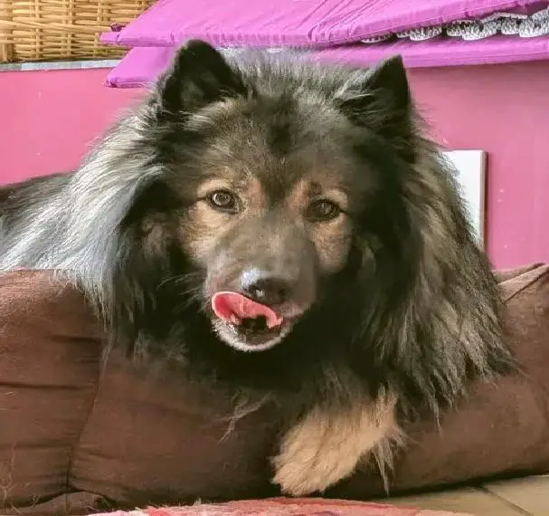 Wolfsspitz sucht neues Frauchen