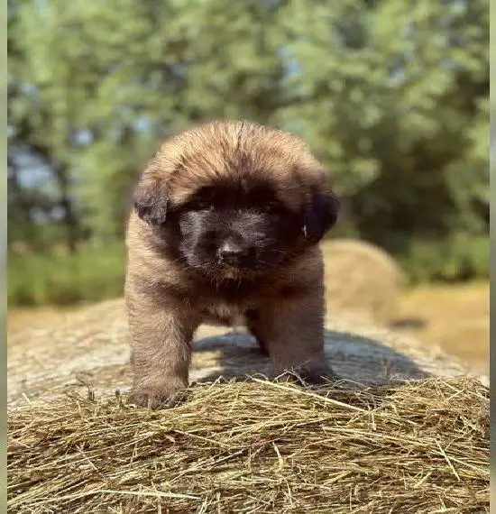 WURFANKÜNDIGUNG Germanische Bärenhund Welpen