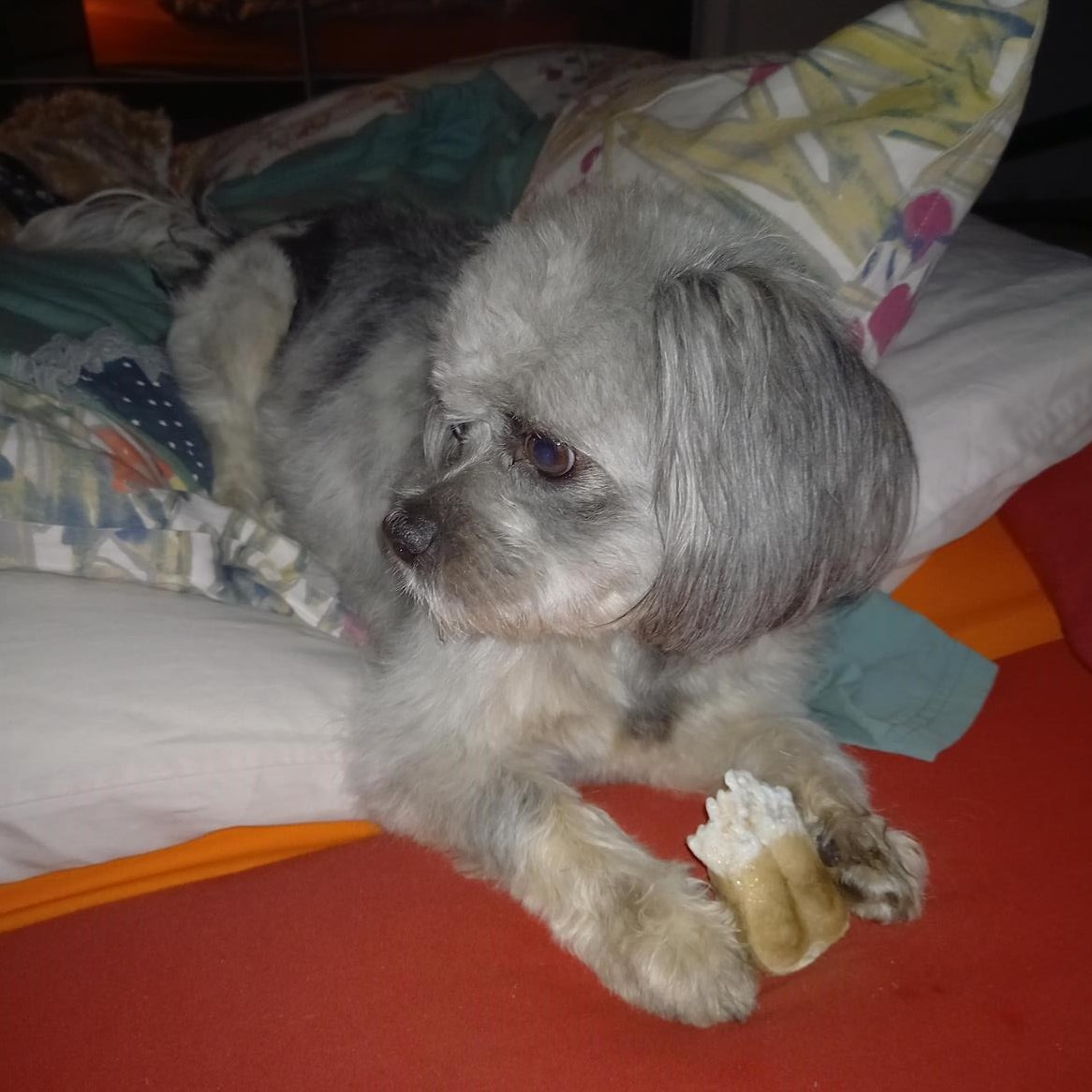 Bolonka x Maltipoo Mix-Welpen