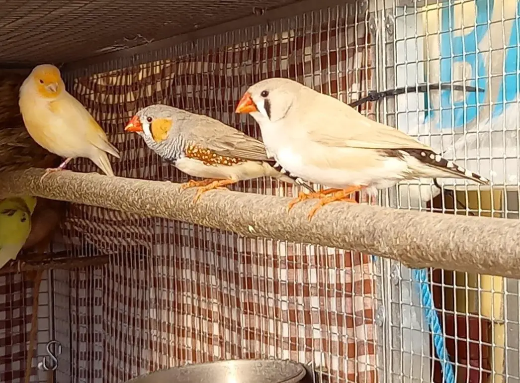 Zebrafinken Paare zu verkaufen