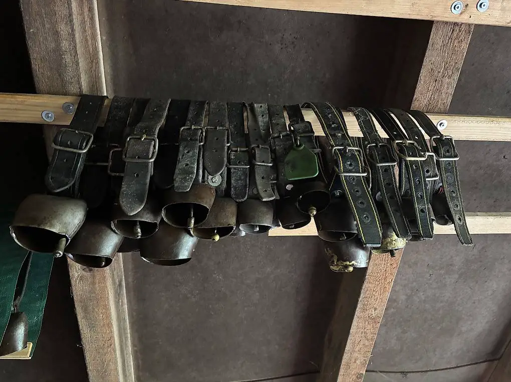 Schaf- oder Ziegentreicheln CHF20 pro Stk.