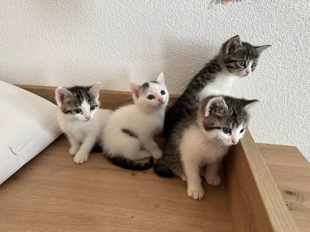 Süsse verspielte zahme Kätzchen / Büsi / Kitten