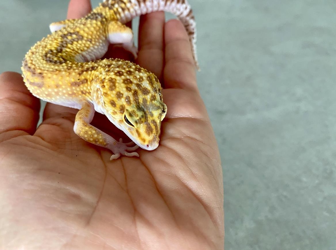 Leopardgecko Weibchen Tremper Albino
