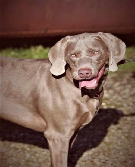 Wurfankündigung Weimaraner v. Landgut Wolfsbenden in Blau & Silber