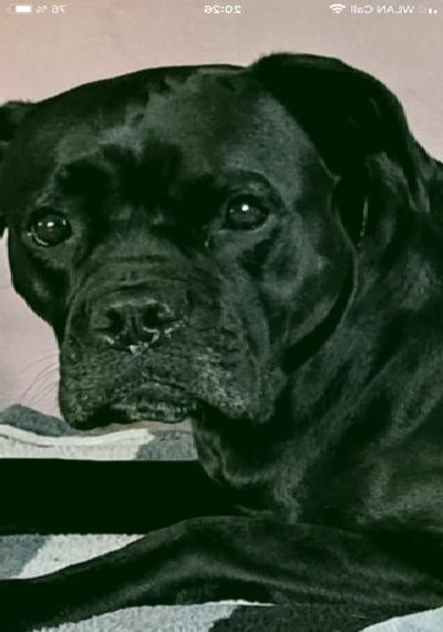 Boxerwelpen schwarz und selten