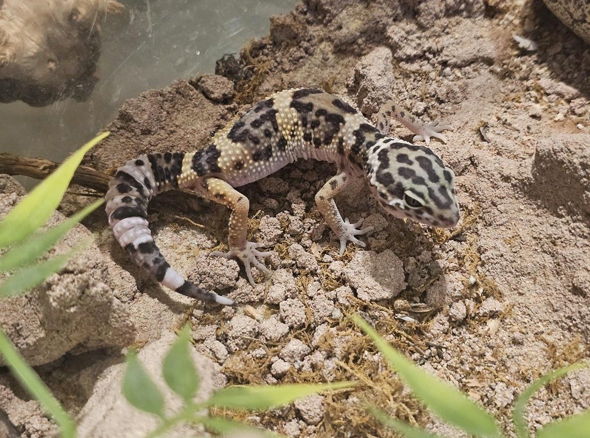 Leopardgecko Nachzuchten