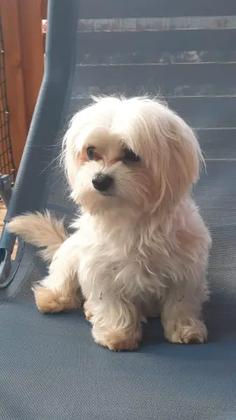 Rheinrassiger Maltese Deckrüde