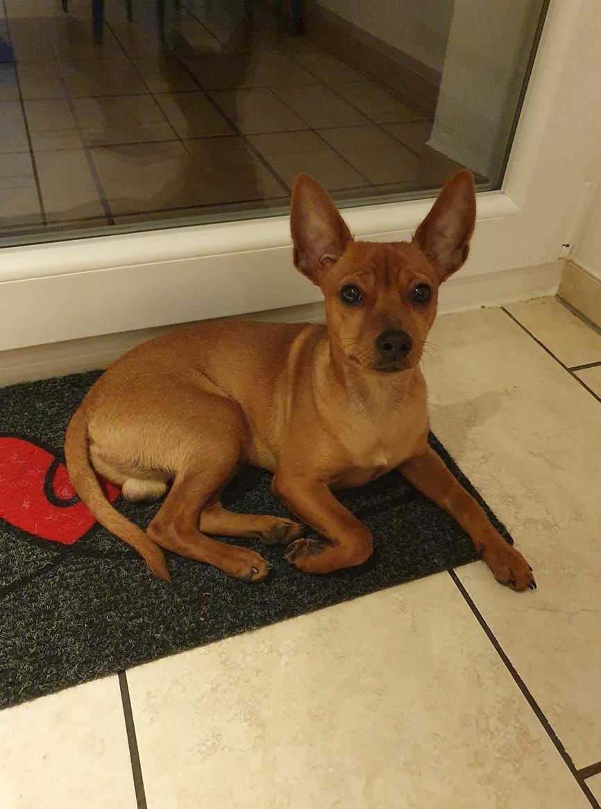 Deutscher Pinscher Rüde sucht ein Zuhause