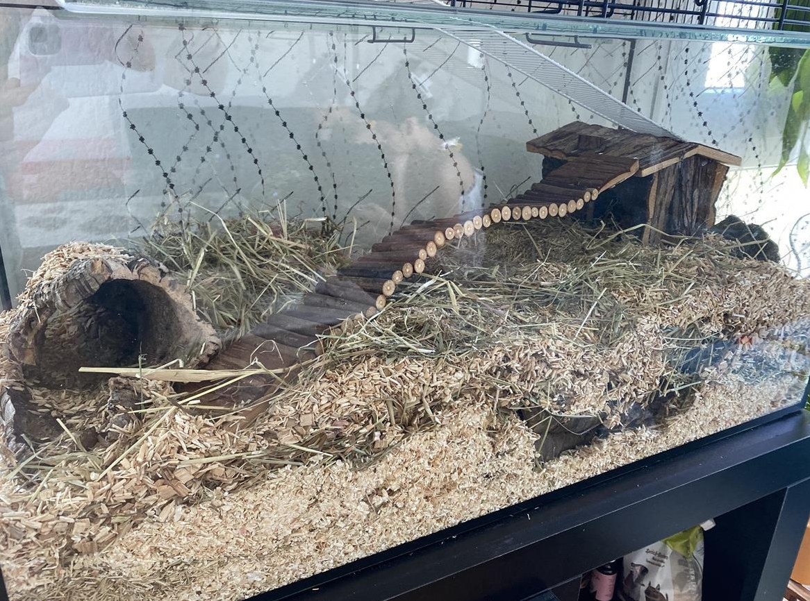 Zwerghamster gesucht, männlich und weiblich