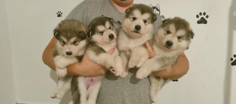 Alaskan malamute welpen mit fci pedigree