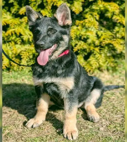 Deutsche Schäferhund Welpen (Leistungslinie)