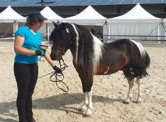 Deckhengst Pottok Schecke, Stockmass von 1.36cm