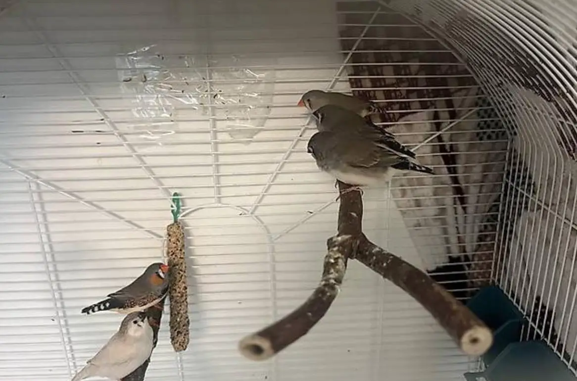 5 Zebrafinken zu verkaufen