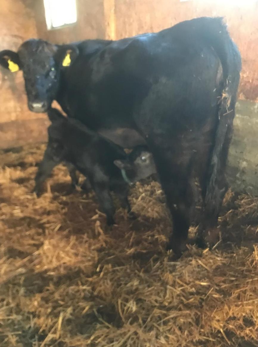 F2 Angus Rind mit Kuhkalb