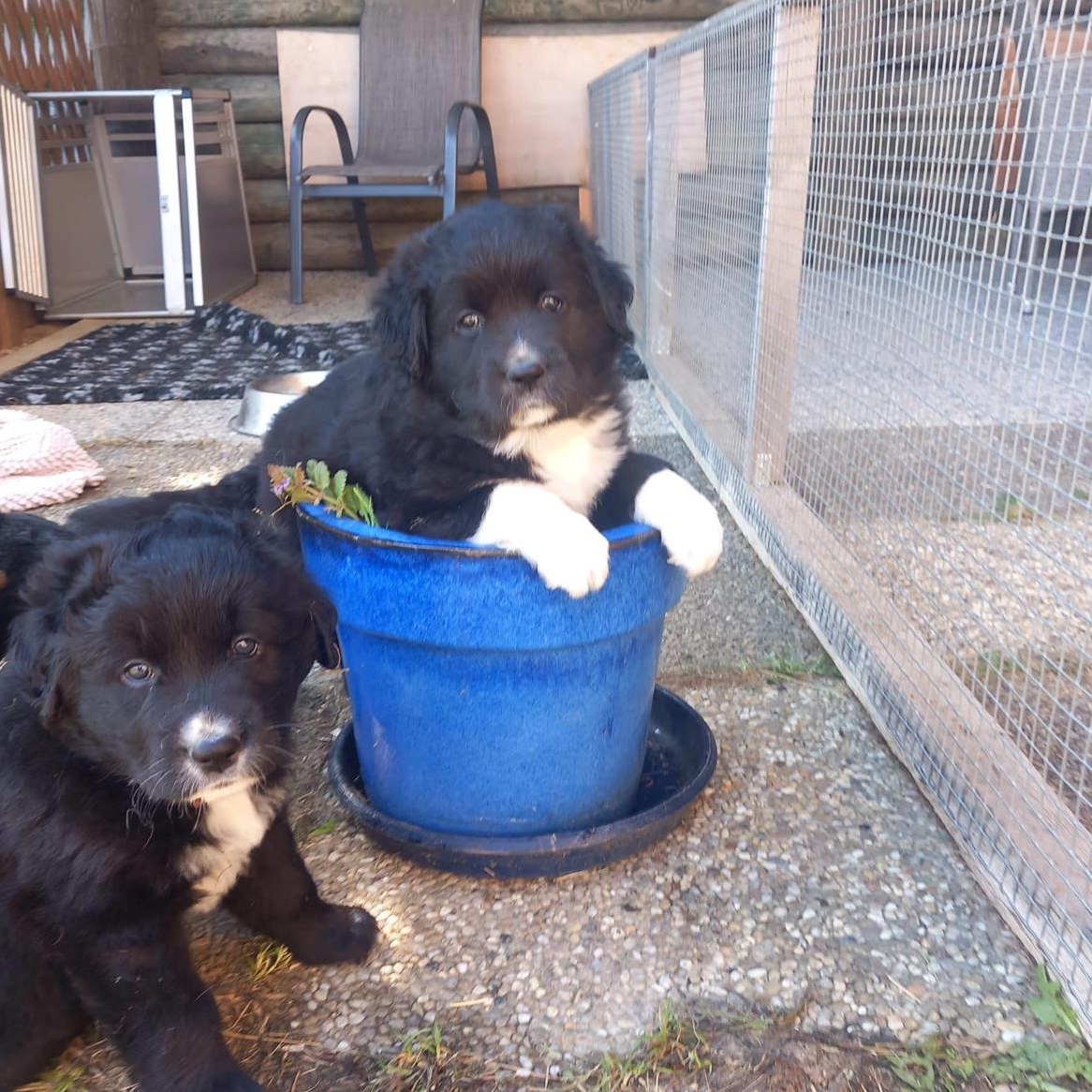 Herzige Mischlingswelpen suchen Traumzuhause