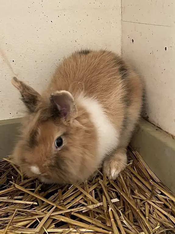 Löwenkopf Kaninchen zu verkaufen