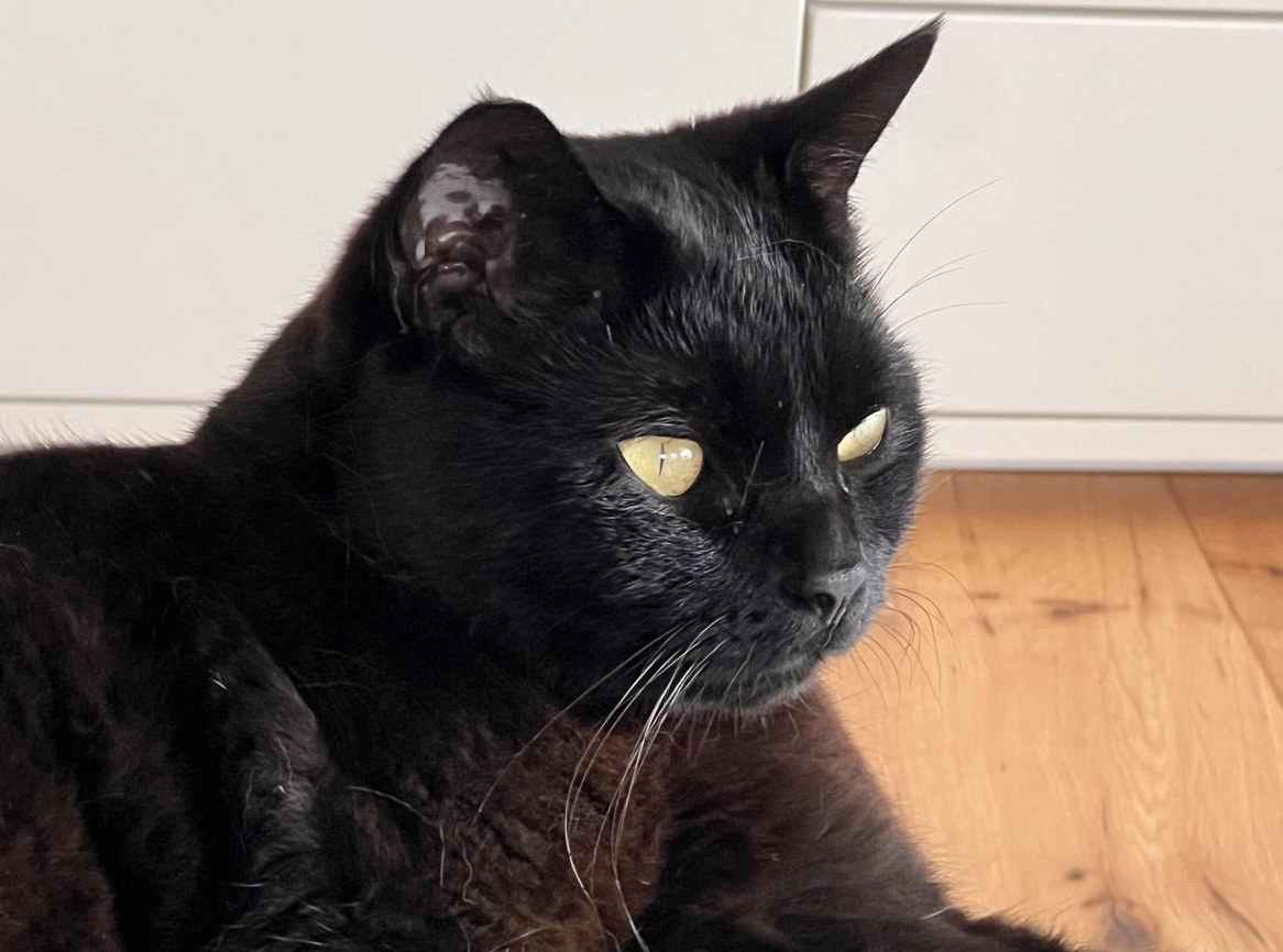 Schwarze Kätzin sucht neues Zuhause mit Auslauf