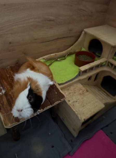 Einsames Meerschweinchen Männchen, kastriert abzugeben