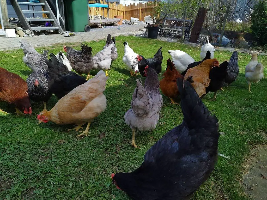 Legehennen Marans und Grünleger